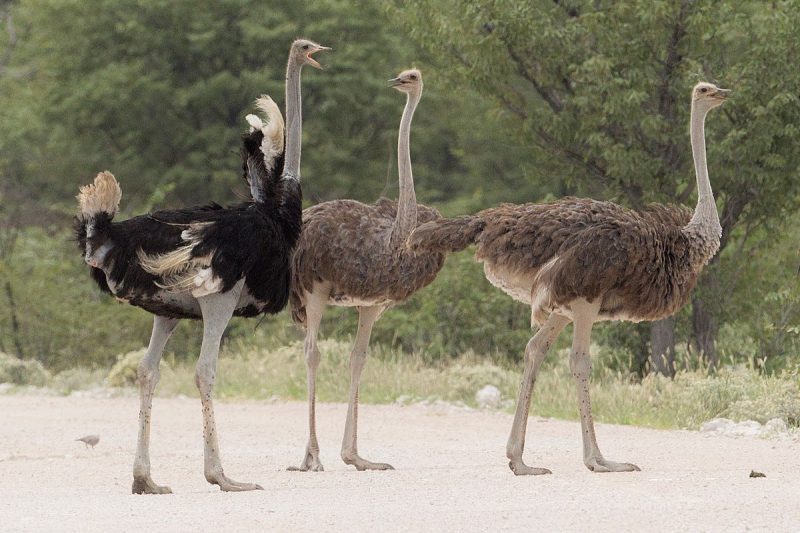 Common Ostrich Common Ostrich