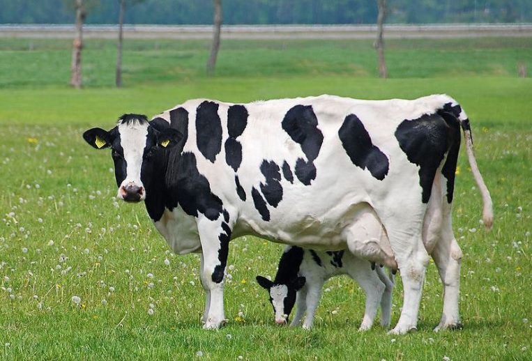 Cow Cow