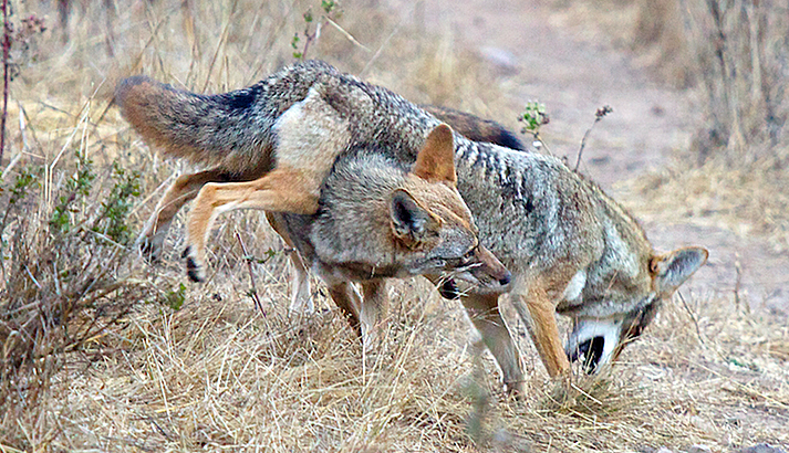 Coyote Coyote
