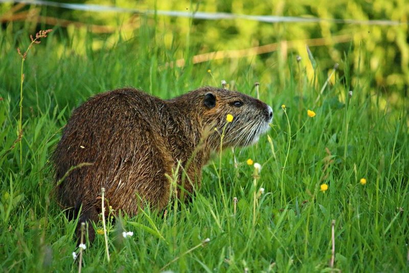 Coypu Coypu