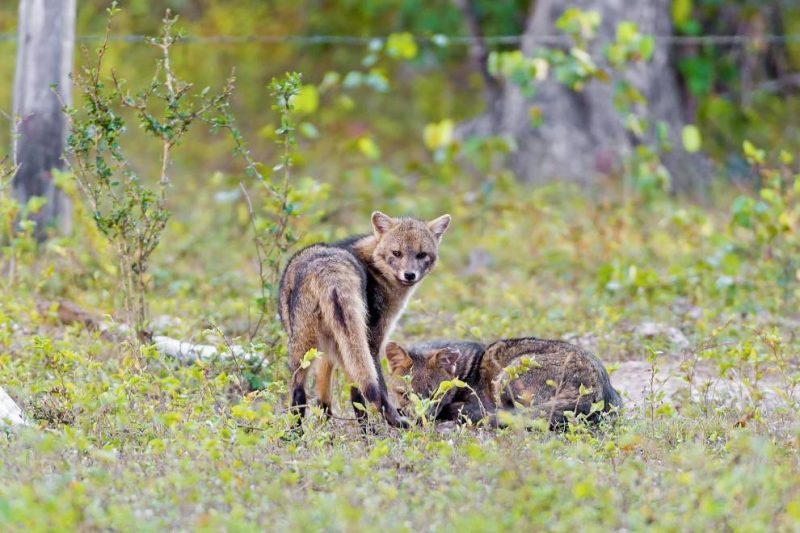 Crab-Eating Fox Crab-Eating Fox