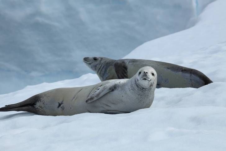 Crabeater Seal Crabeater Seal