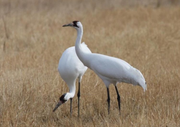 Crane Crane