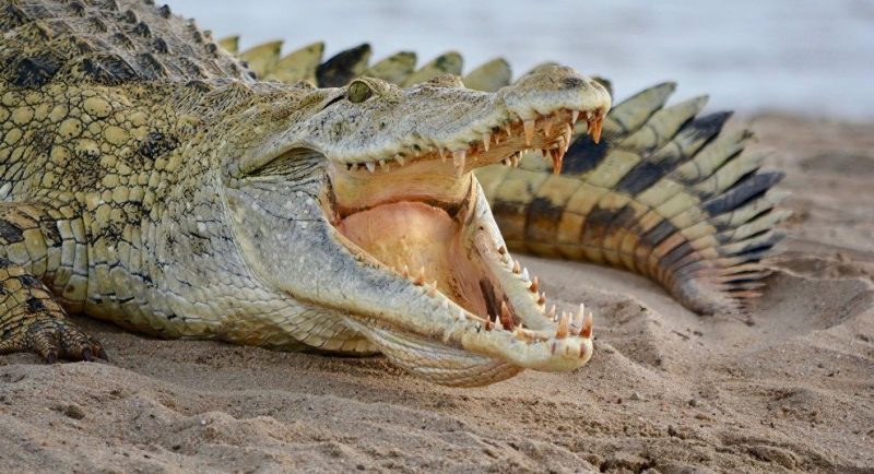 Crocodile Animals That Start with C Crocodile Animals That Start with C