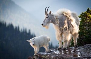 Mountain Goat