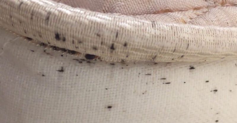 What do Bed Bugs Look Like? This Types and Signs of Bed Bugs