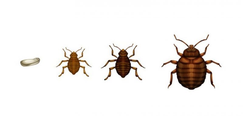 The Bedbug Life Cycle The Bedbug Life Cycle