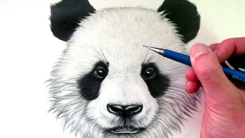 Panda Drawing