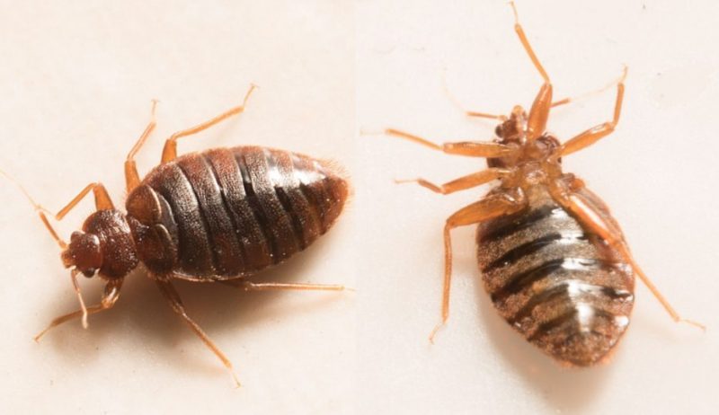 Bed Bugs what do bed bugs look like