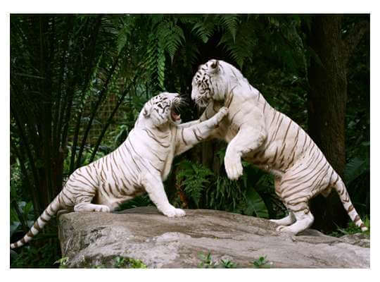 Facts about White Tiger Fighting Among White Tigers
