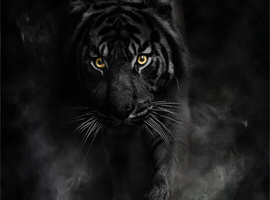 Facts about White Tiger Excellent Hearing and Vision
