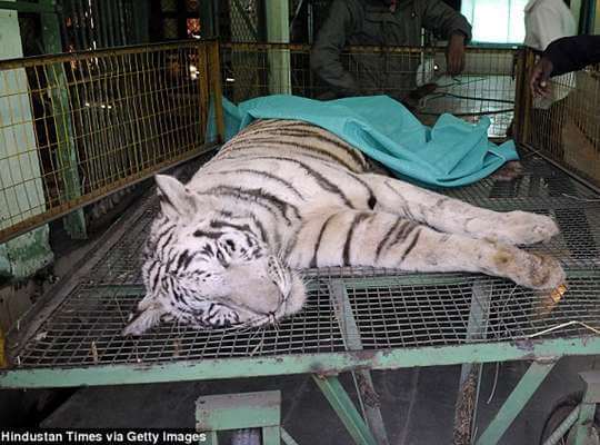 Facts about White Tiger High Mortality Rate