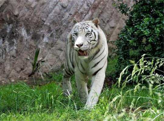 Facts about White Tiger Large Roaming Area