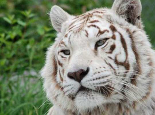 Facts about White Tiger Not Albino