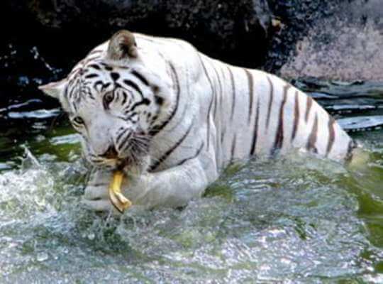Facts about White Tiger Hunting Area