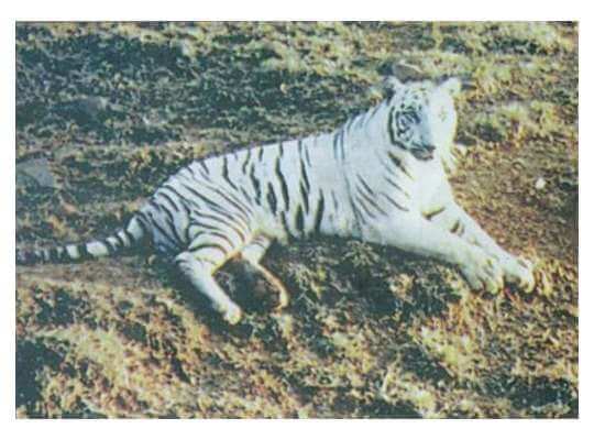 Facts about White Tiger The First White Tiger Named Mohan