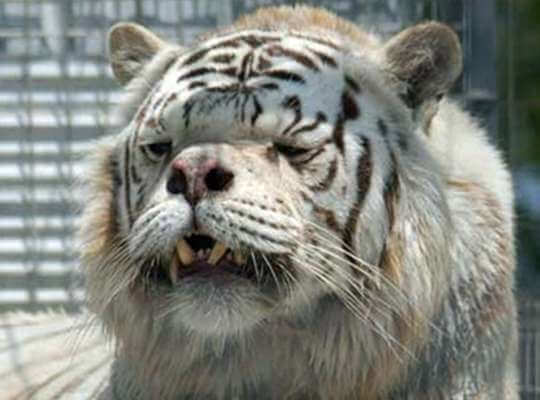 Facts about White Tiger Unethically Breed Causes Birth Defect