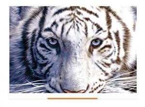 Facts about White Tiger Unique Body Marks