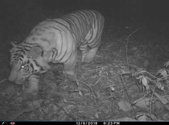 Facts about White Tiger Very Efficient Hunter