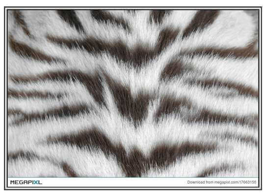 Facts about White Tiger Very Expensive Skin