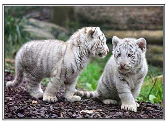 Facts about White Tiger White Tigress Attention to the Cubs