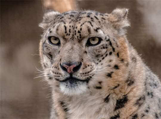 Interesting Facts Snow Leopard