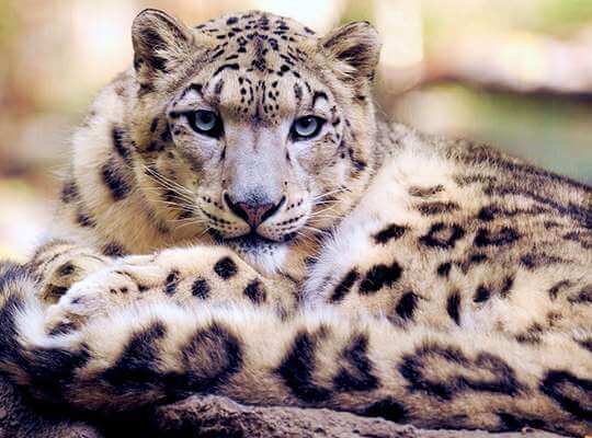 body of a snow leopard is smaller