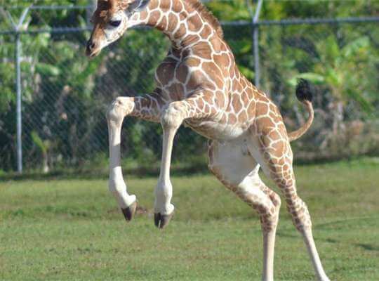 the fastest animal in the world