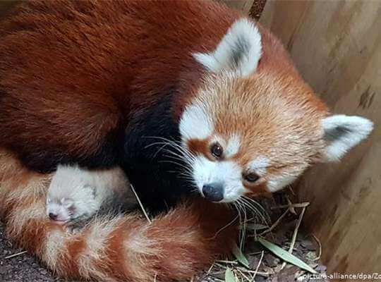 List of Species that Are Endangered