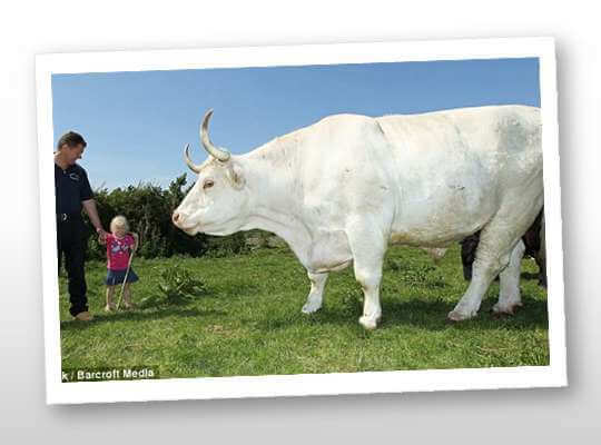 the big animal in the world