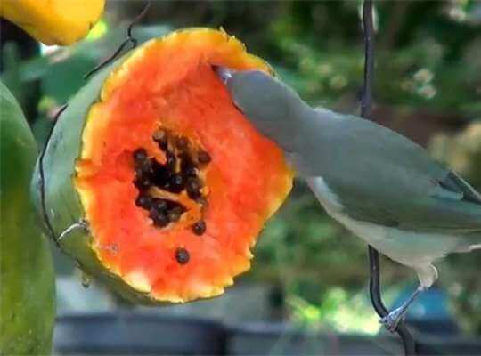 What do Birds Eat
