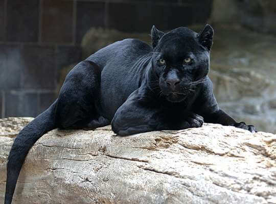 facts about black panther animal
