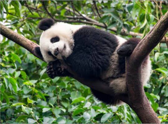 random facts about animals