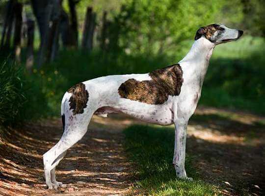 the first fastest animal in the world