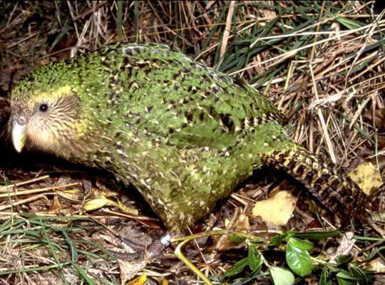 Kakapo