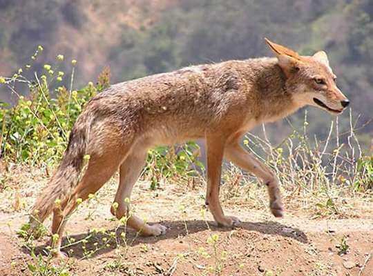 what is the fastest animal in the world answer