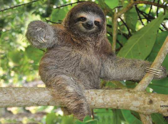 3-Toed Sloth