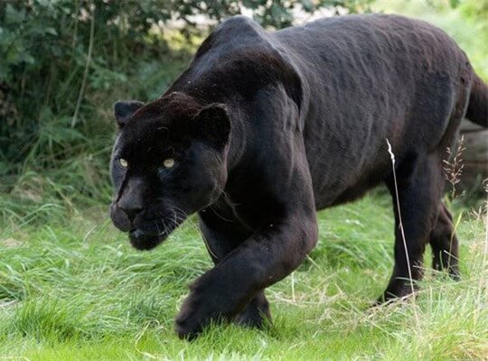 √ 21 Fun Facts about Black Panther the Animal [Interesting and Amazing]