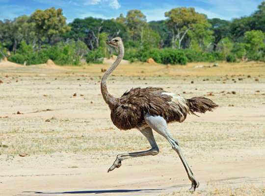 Ostrich