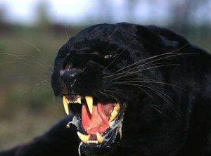 Fun facts abaout black panther the animal