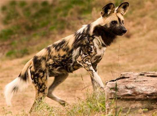 Cape Hunting Dog