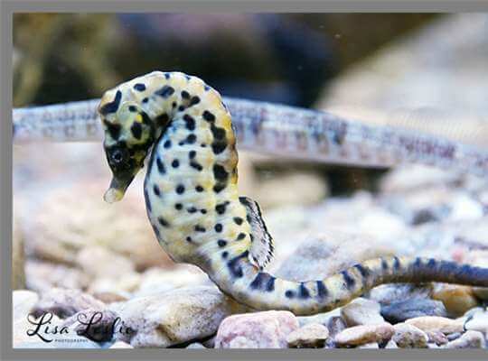 Knysna Seahorse