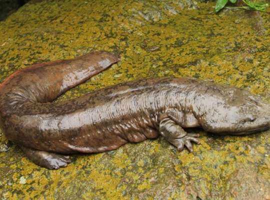 Chinese Giant Salamander