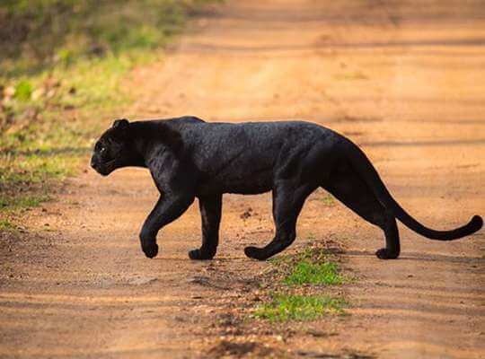 √ 21 Fun Facts about Black Panther the Animal [Interesting and Amazing]