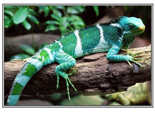 Fiji Crested Iguana