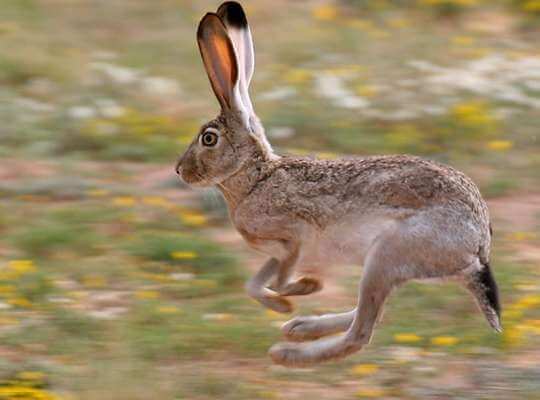 fastest animal