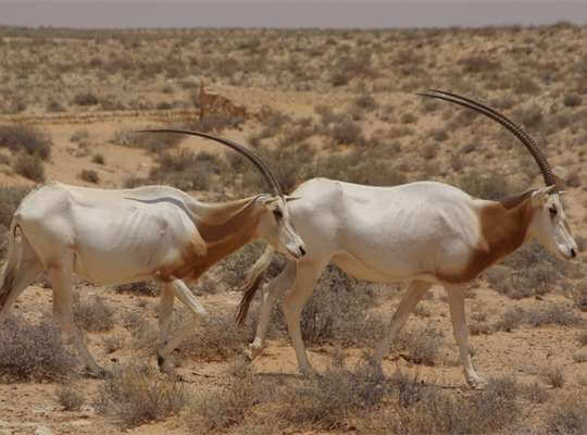 Scimitar Oryx