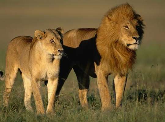 the best fastest animal