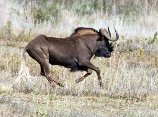 Wildebeest