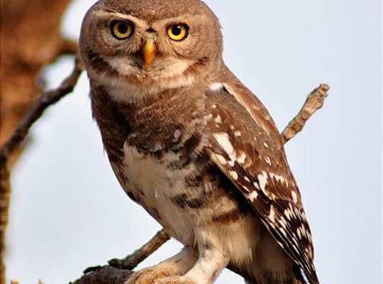 Forest Owlet